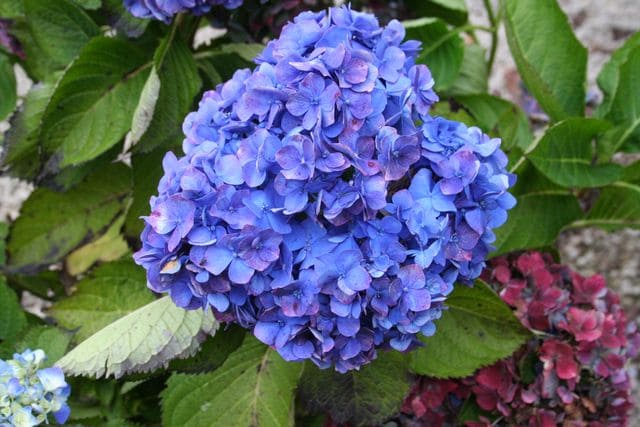 Les Hortensias du Haut Bois Yola hortensia boule rose godet