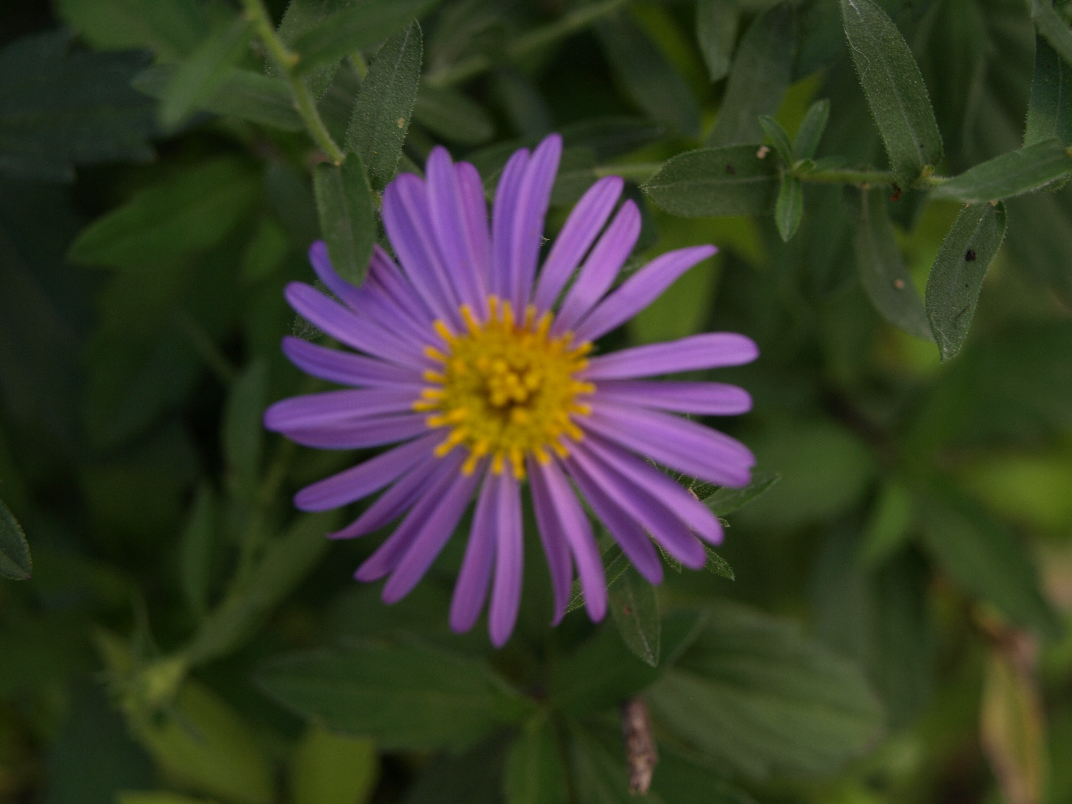 Passion Vivaces Aster oblongifolius Fanny's Aster plante vivace godet bleu
