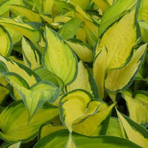 Bakker Hosta Orange Marmelade plante vivace pot 9cm ombre