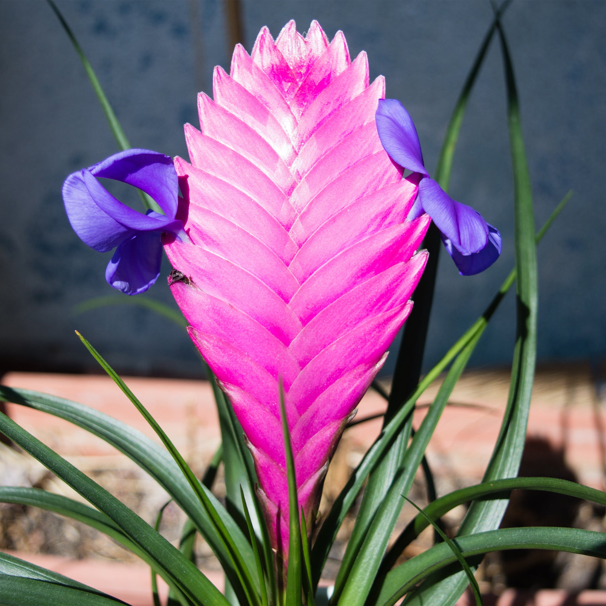 Bakker Tillandsia bleu plante intérieure pot 9cm épi rose
