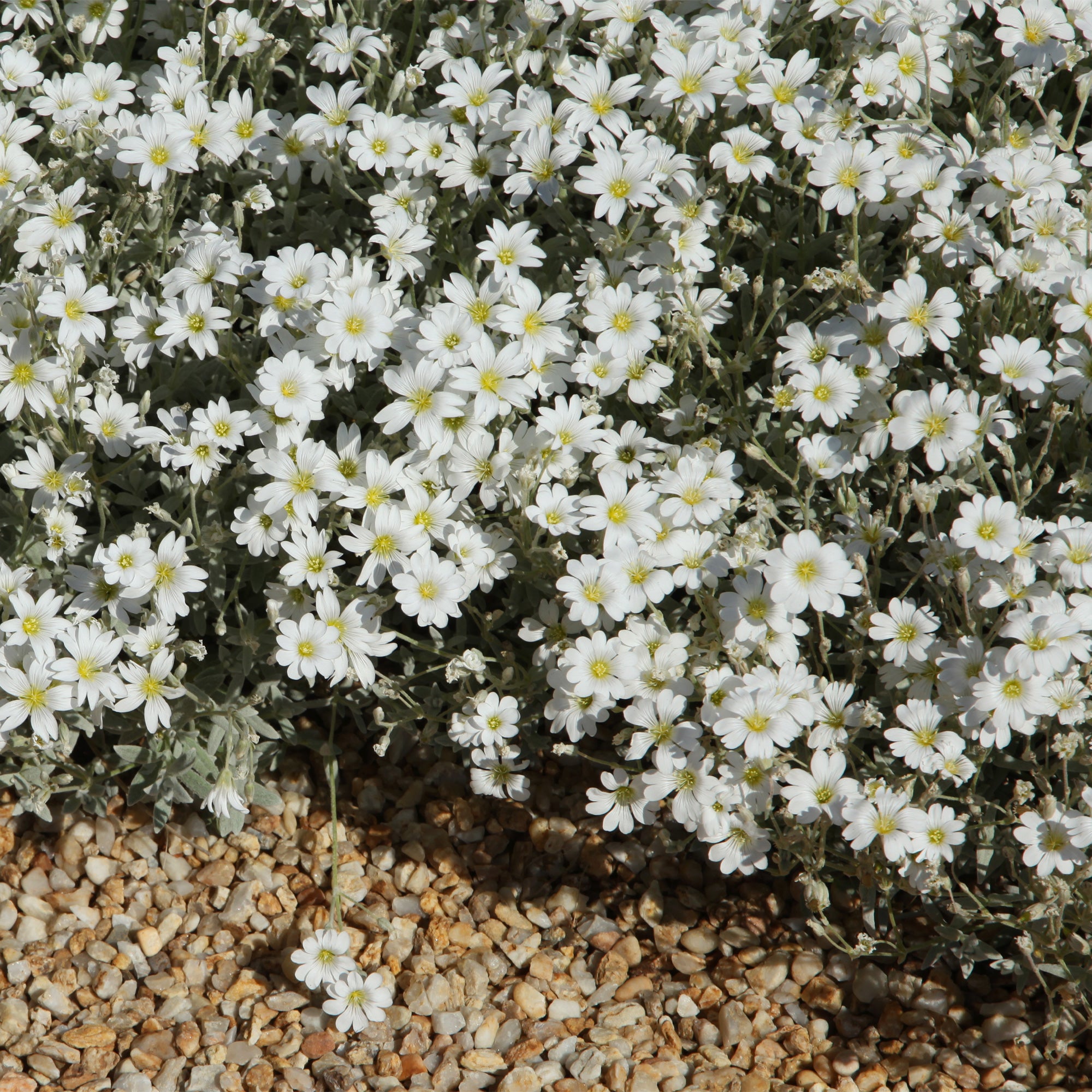 Bakker Collection 13 vivaces tapissantes couvre-sol mélange
