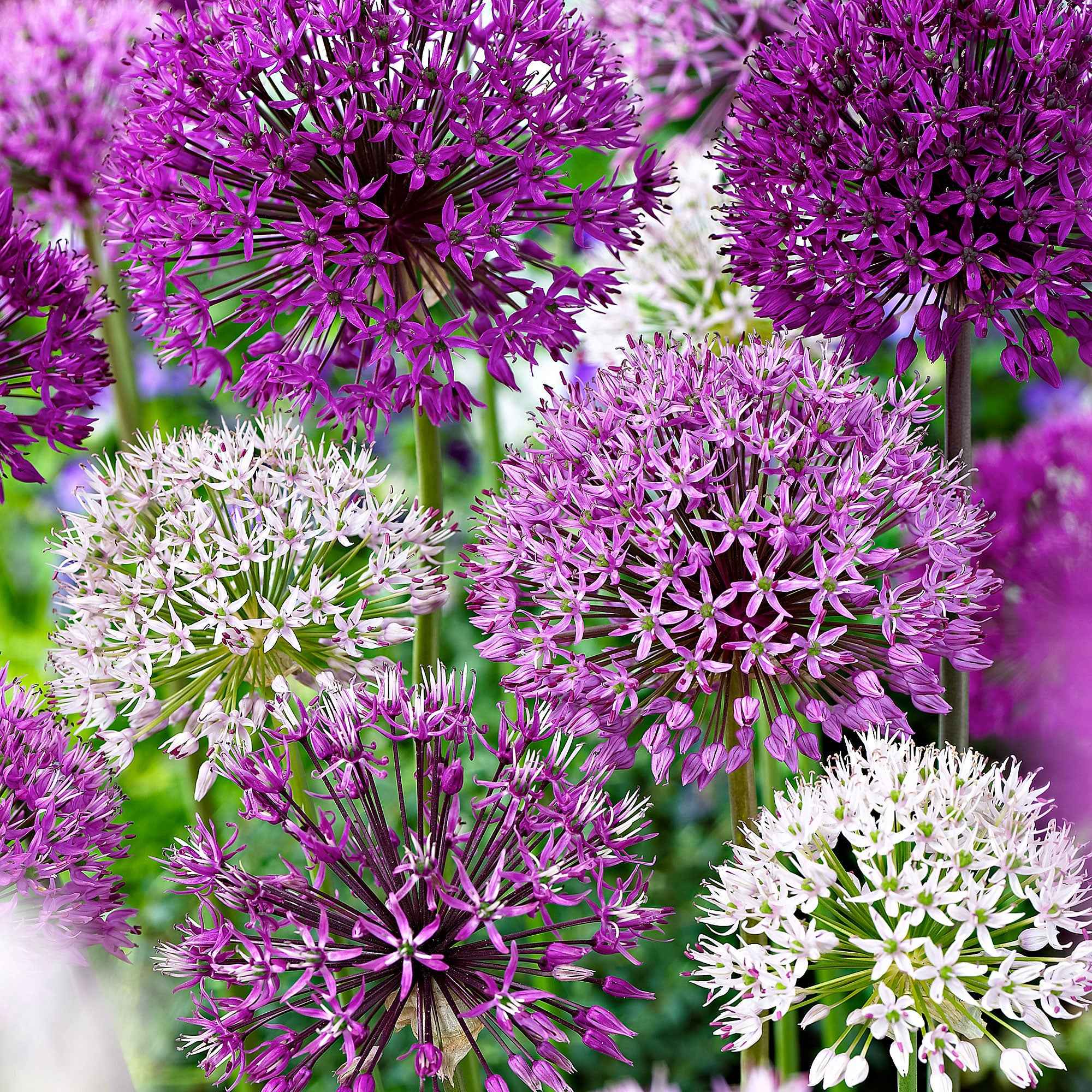 Bakker Bulbes 10 Alliums mélange bulbes sachet 10 calibre 12cm+