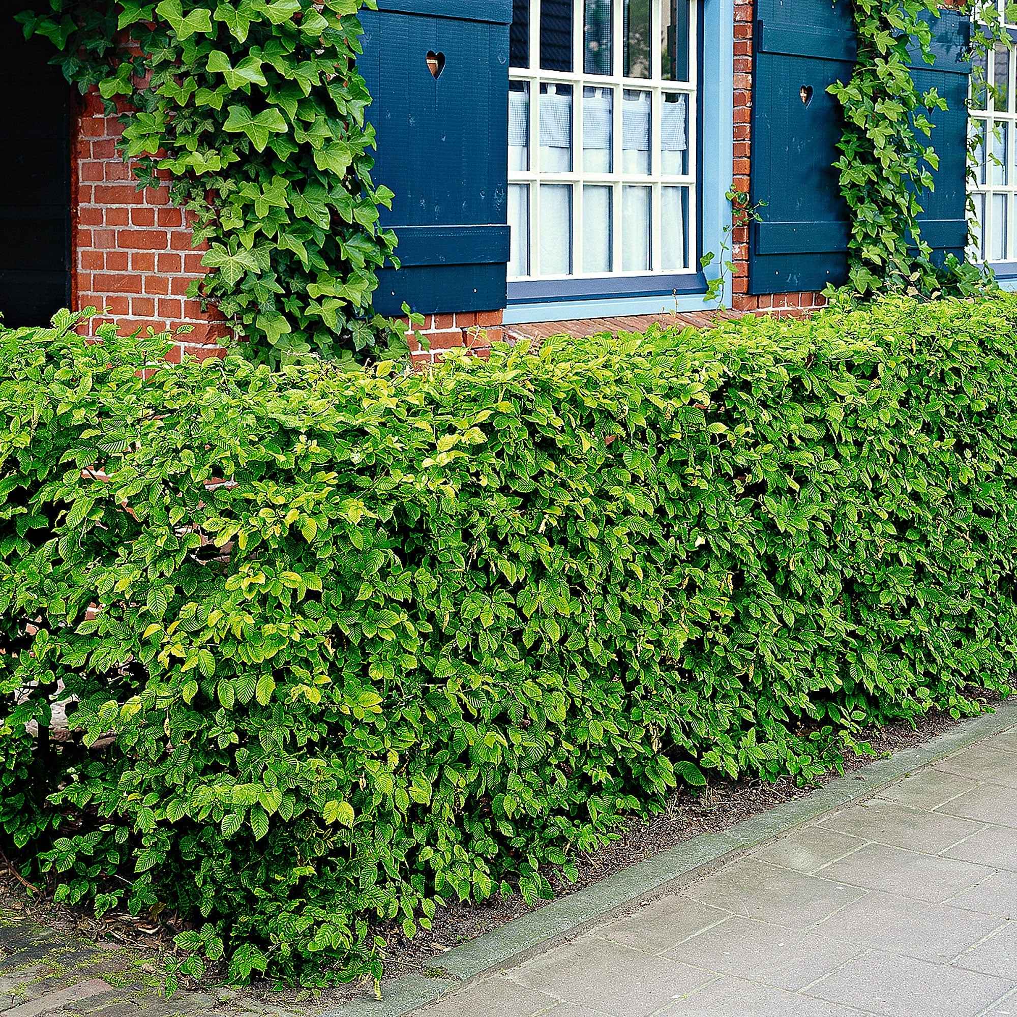 Bakker charme haie lot 10 racines nues 40-60cm brise-vue