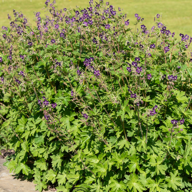 Bakker Géranium livide vivace violet pot 9cm