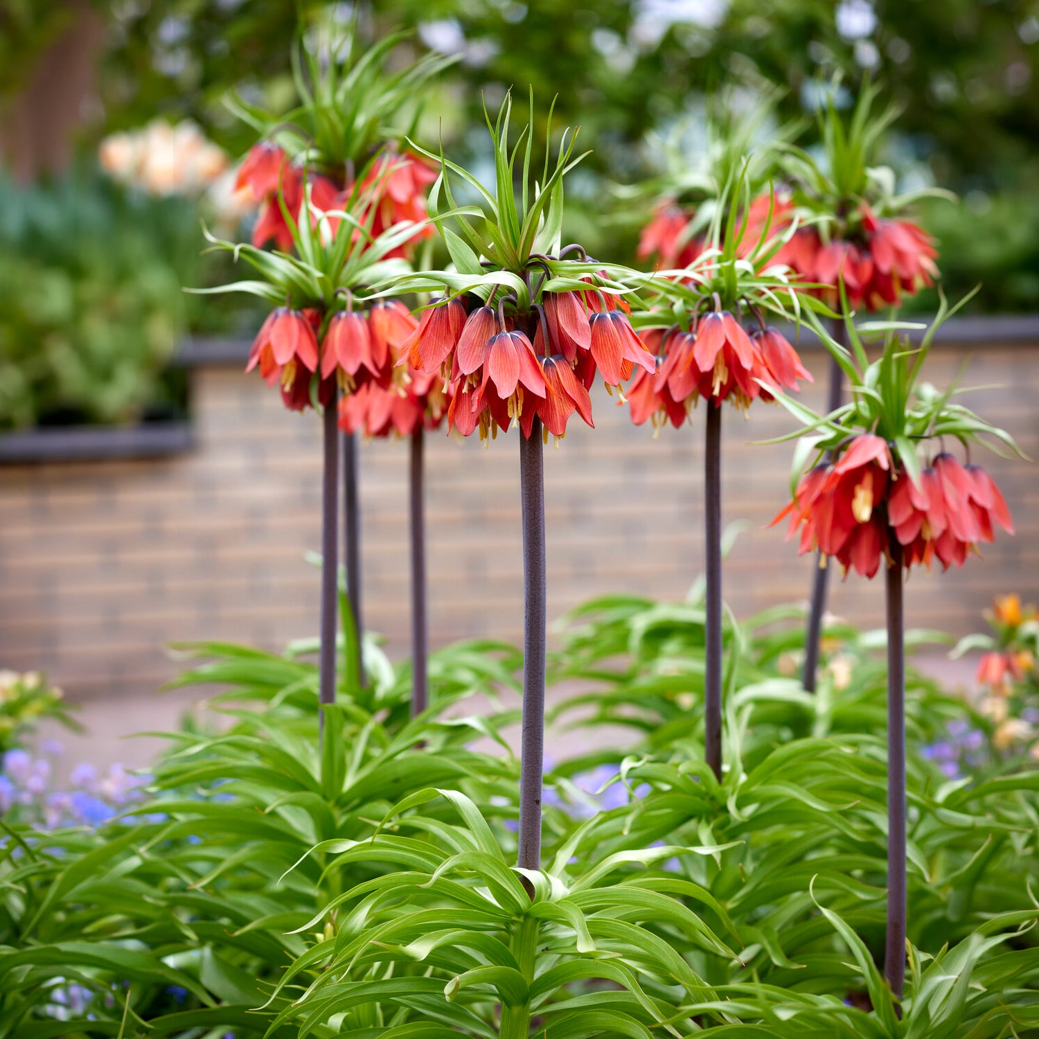 Bakker Couronne impériale rouge bulbe 1 bulbe floraison avril