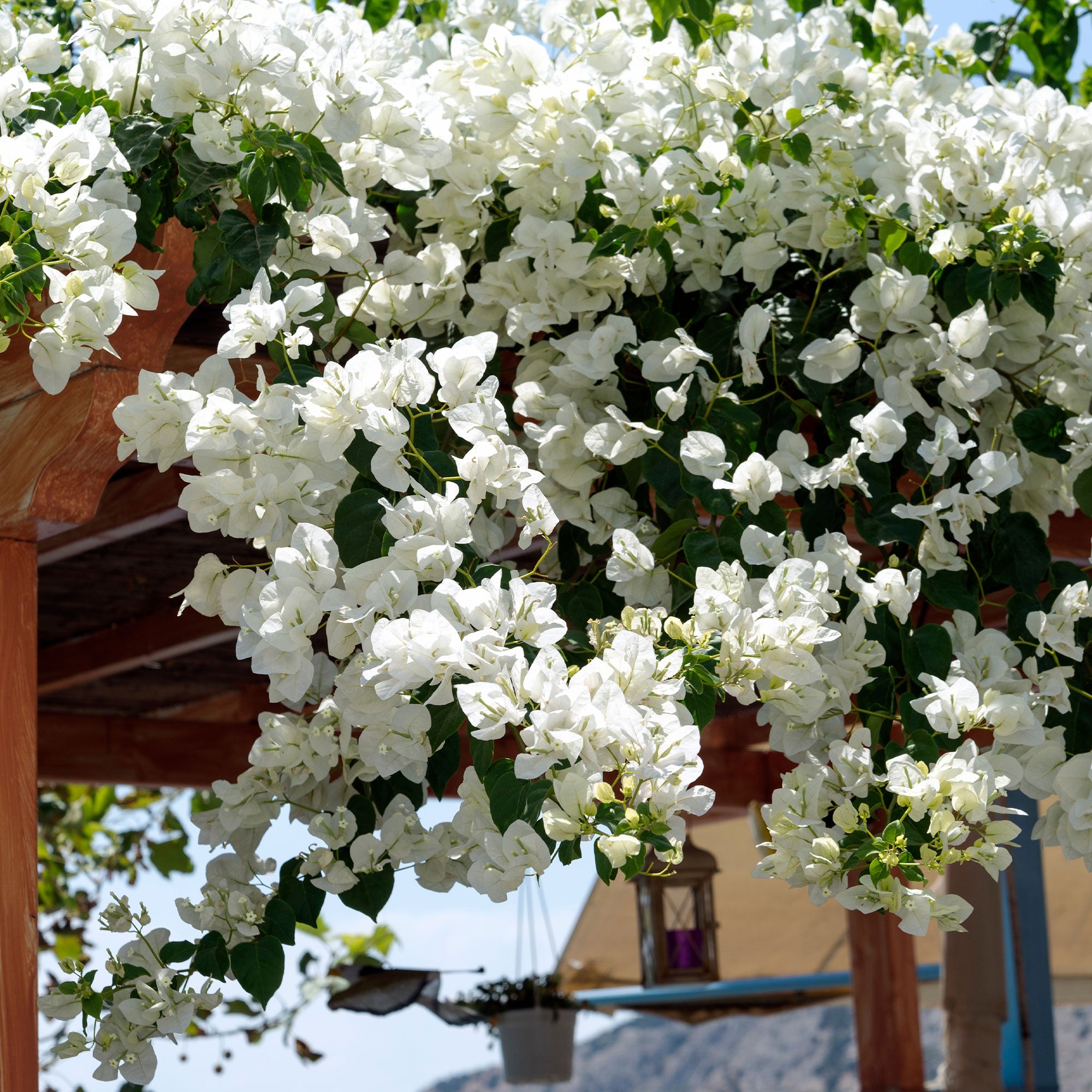 Bakker Bougainvillier blanc grimpante pot Ø12cm 30cm