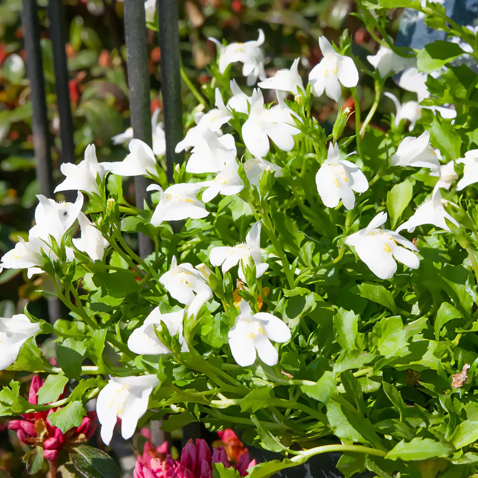 Bakker Mazus reptans couvre-sol blanc pot 9cm