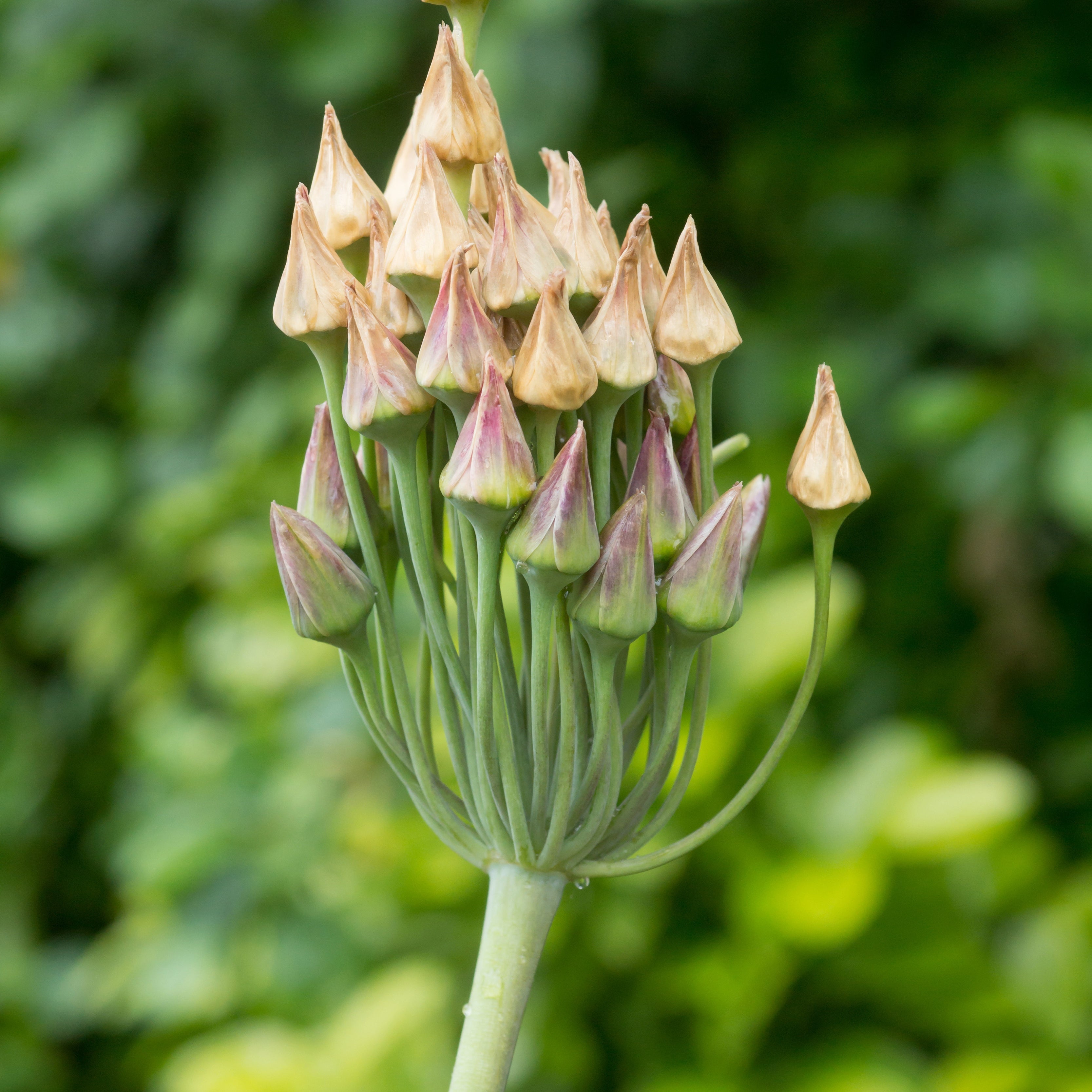Bakker Alliums Bulgarie bulbes sachet 15 crème