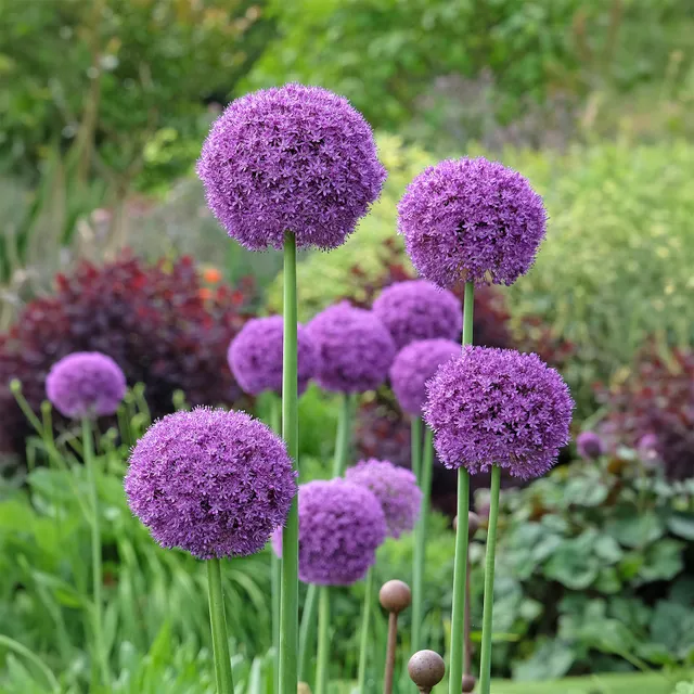 Bakker Plantes vivaces Ail géant de l'Himalaya bulbe sachet 1 bulbe violet 150 cm