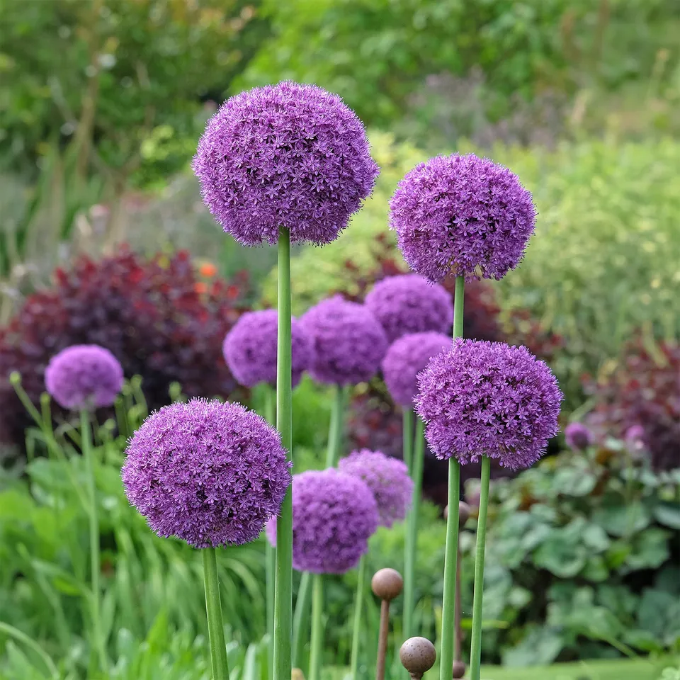 Bakker Plantes vivaces Ail géant de l'Himalaya bulbe sachet 1 bulbe violet 150 cm