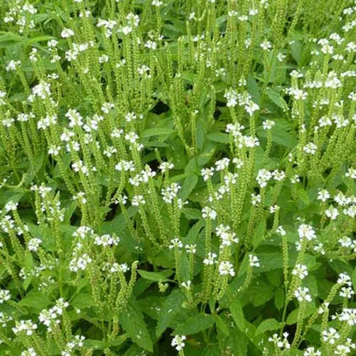 Bakker Alba verveine hastée blanche pot Ø 9cm