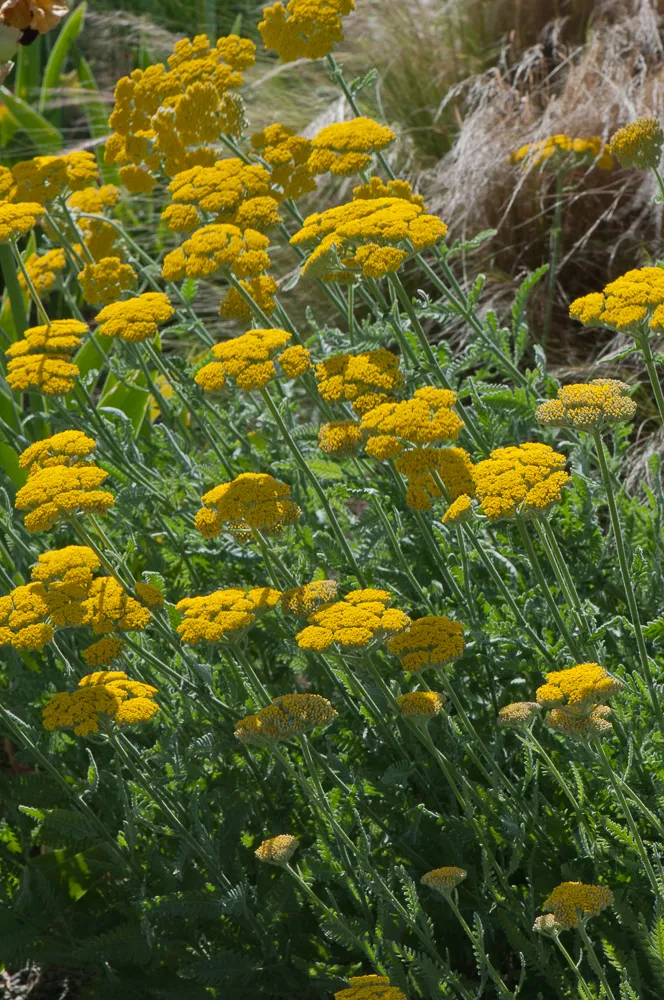 Passion Vivaces Achillea filipendulina Coronation Gold plante vivace jaune