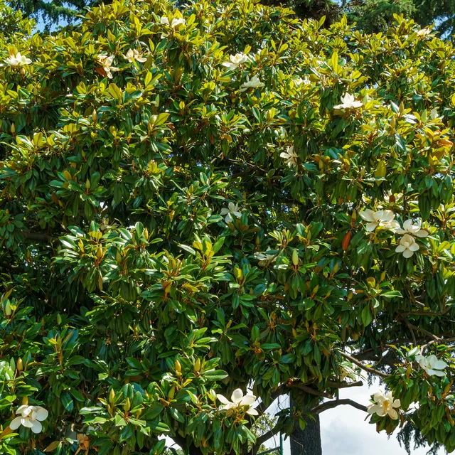 Bakker Magnolia grandiflora Alta arbuste pot 9cm 10-20cm