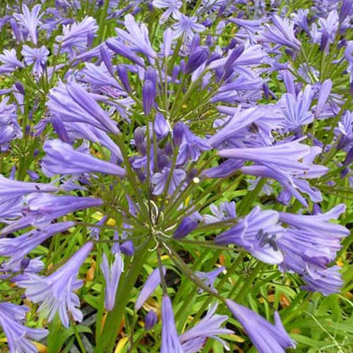 Bakker Agapanthe Tornado plante vivace pot Ø 9cm fleur bleue