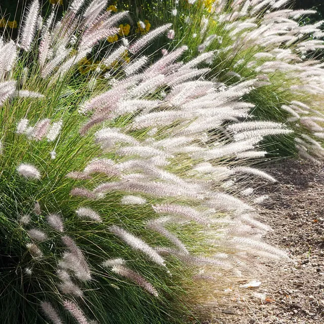 Bakker Fairy Tails pennisetum graminée pot 9cm crème
