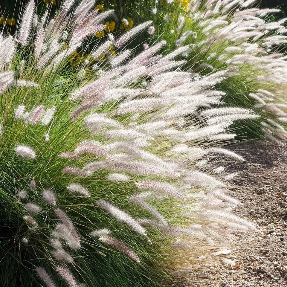 Bakker Fairy Tails pennisetum graminée pot 9cm crème