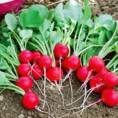 Bakker Potager Radis Cerise graines sachet 10g rond rouge