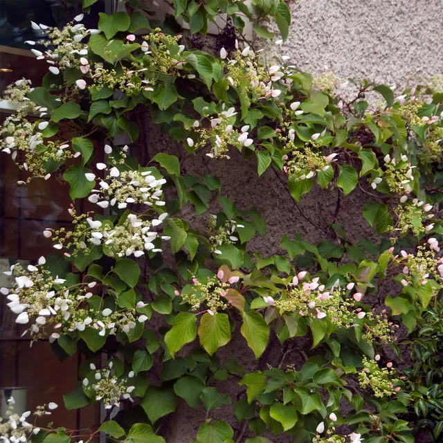 Bakker Hortensia grimpant Japon arbuste pot 1.5L blanc