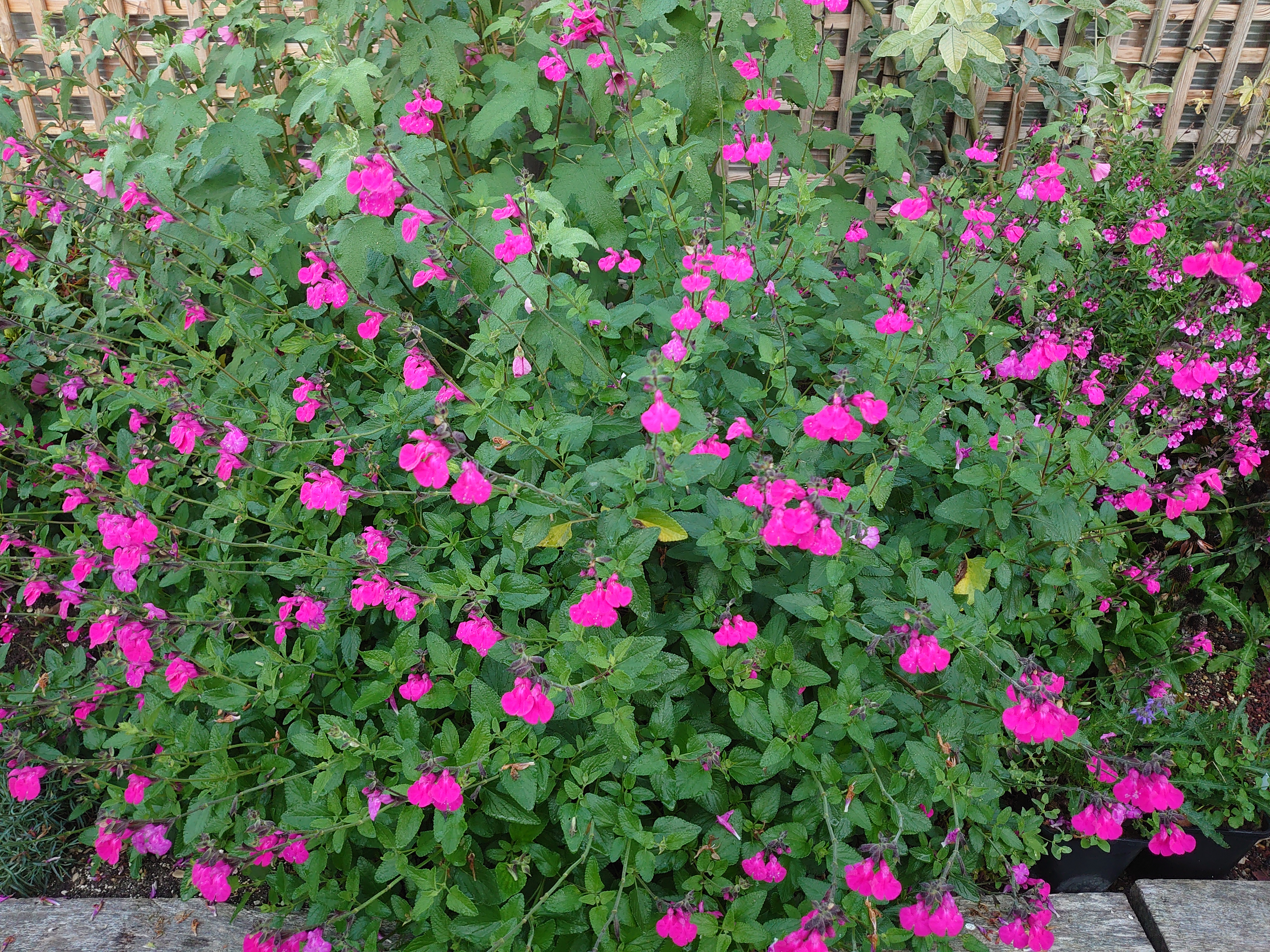 Passion Vivaces Salvia microphylla Cerro Potosi sauge pot 1L rose vif
