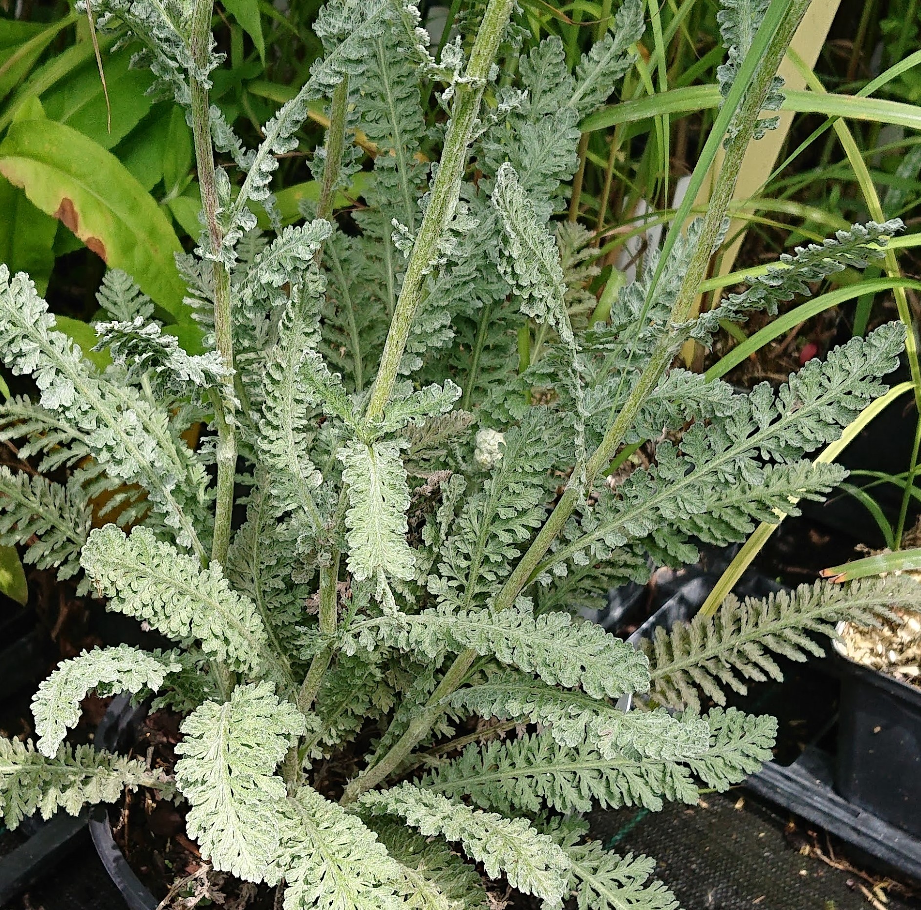 Passion Vivaces Achillea Anthea plante vivace jaune crème