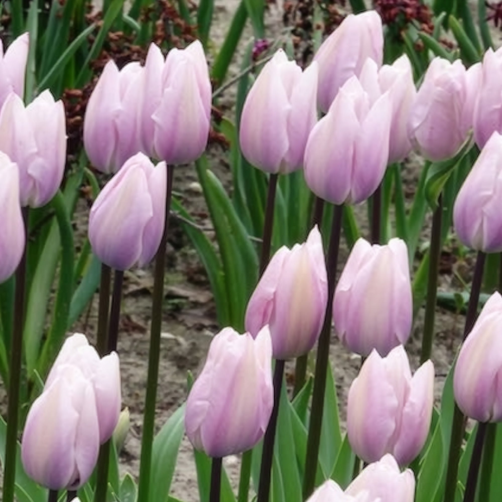 Bakker Tulipe Silver Cloud Triomphe rose 5 bulbes