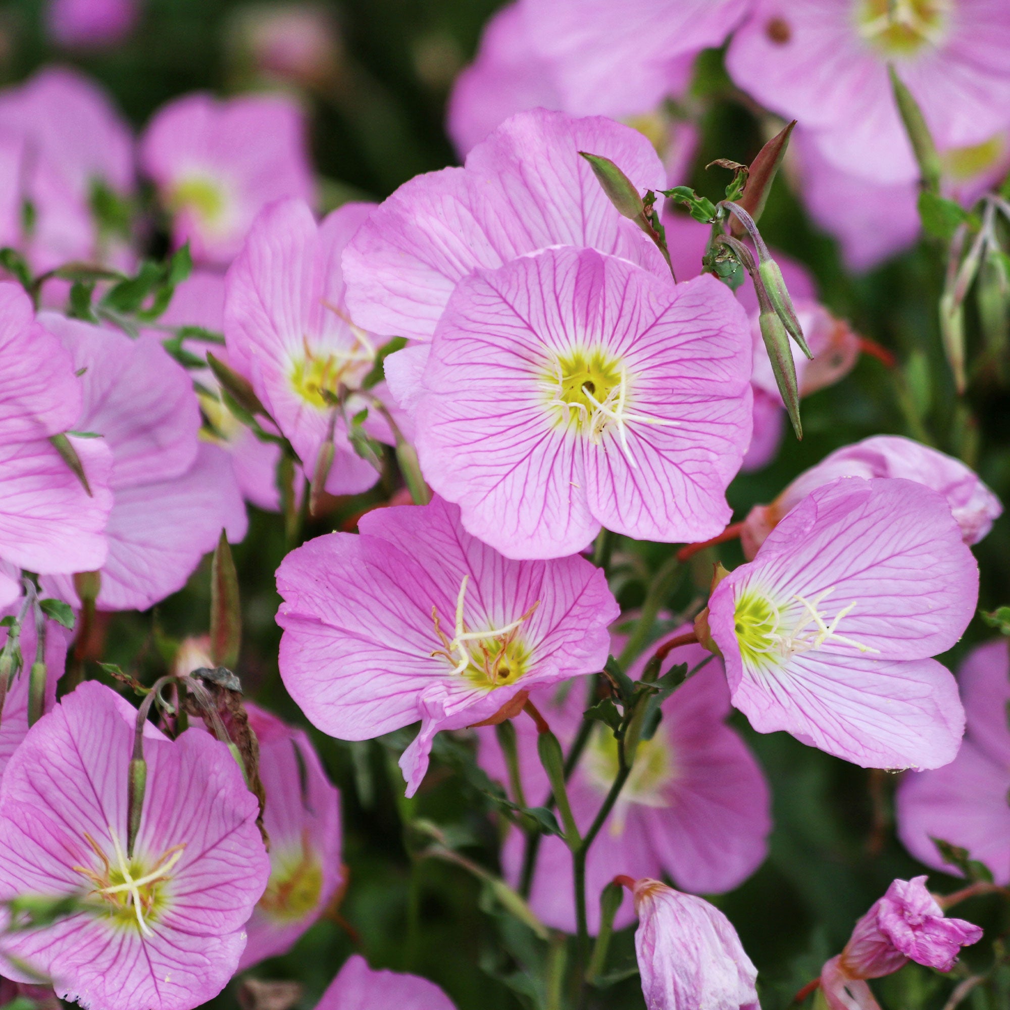 Bakker Vivaces Oenothère Siskiyou Pink 2 pots Ø9cm
