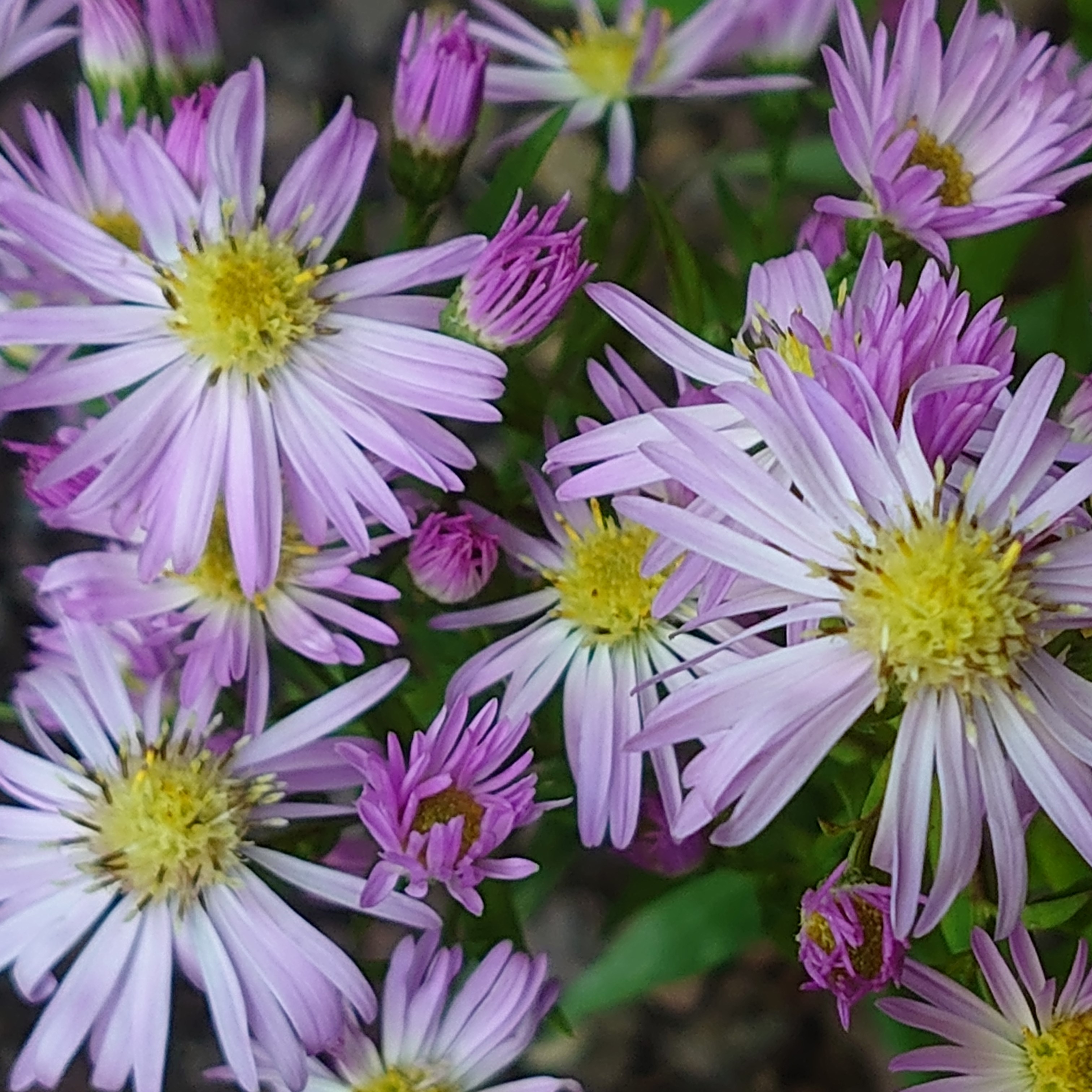 Passion Vivaces ASTER dumosus Jossigny vivace godet blanc rosé nain
