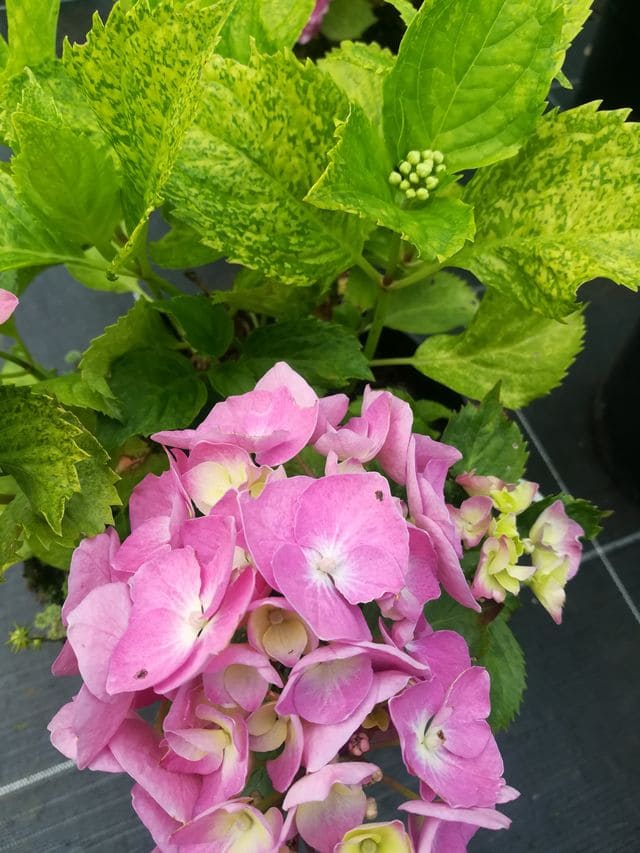 Les Hortensias du Haut Bois Hydrangea macrophylla Devon Panaché hortensia