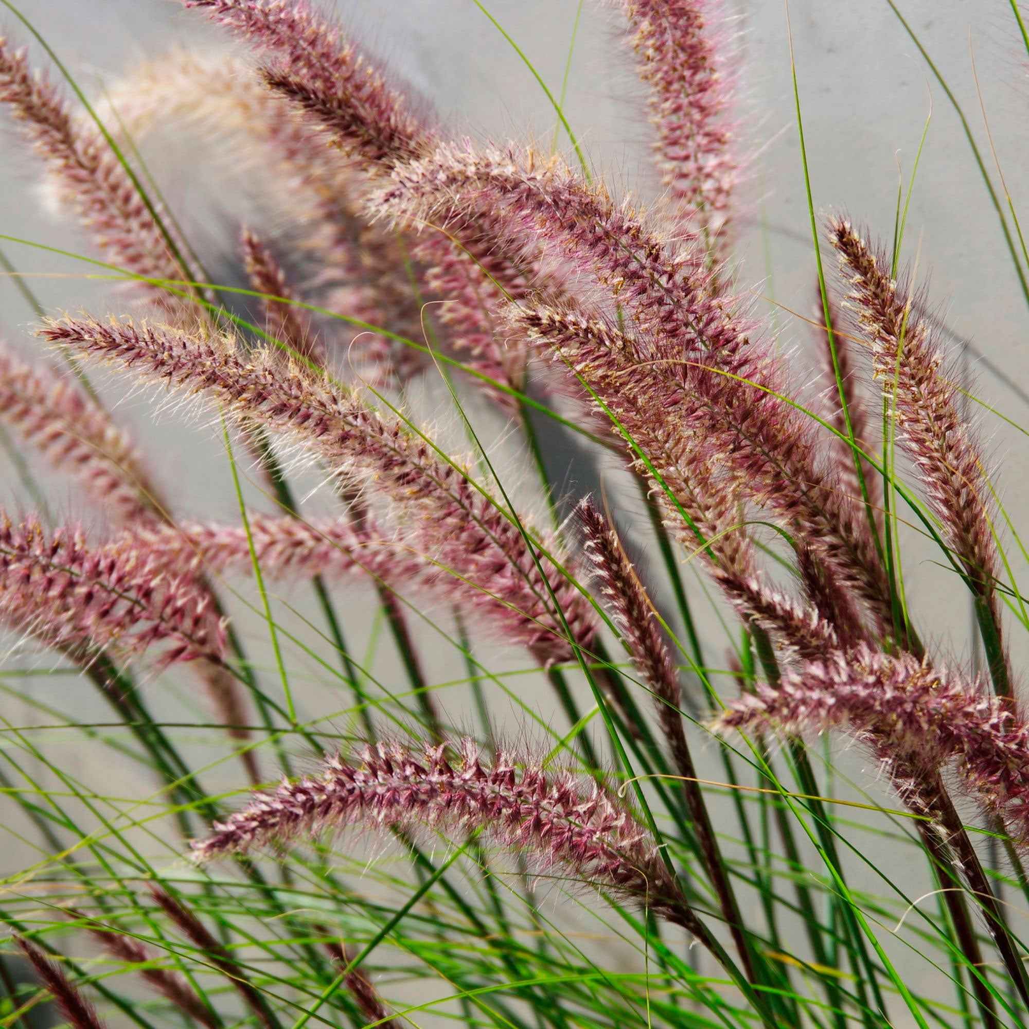 Bakker Pennisetum Red Head graminée pot Ø 9cm soleil