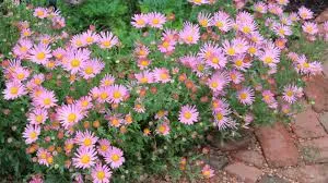 Passion Vivaces Chrysanthemum Clara Curtis marguerite pot 1 L rose