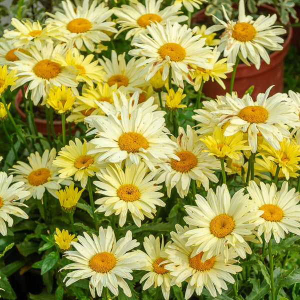 Bakker Marguerite Banana Cream vivace 2 pots 9cm jaune