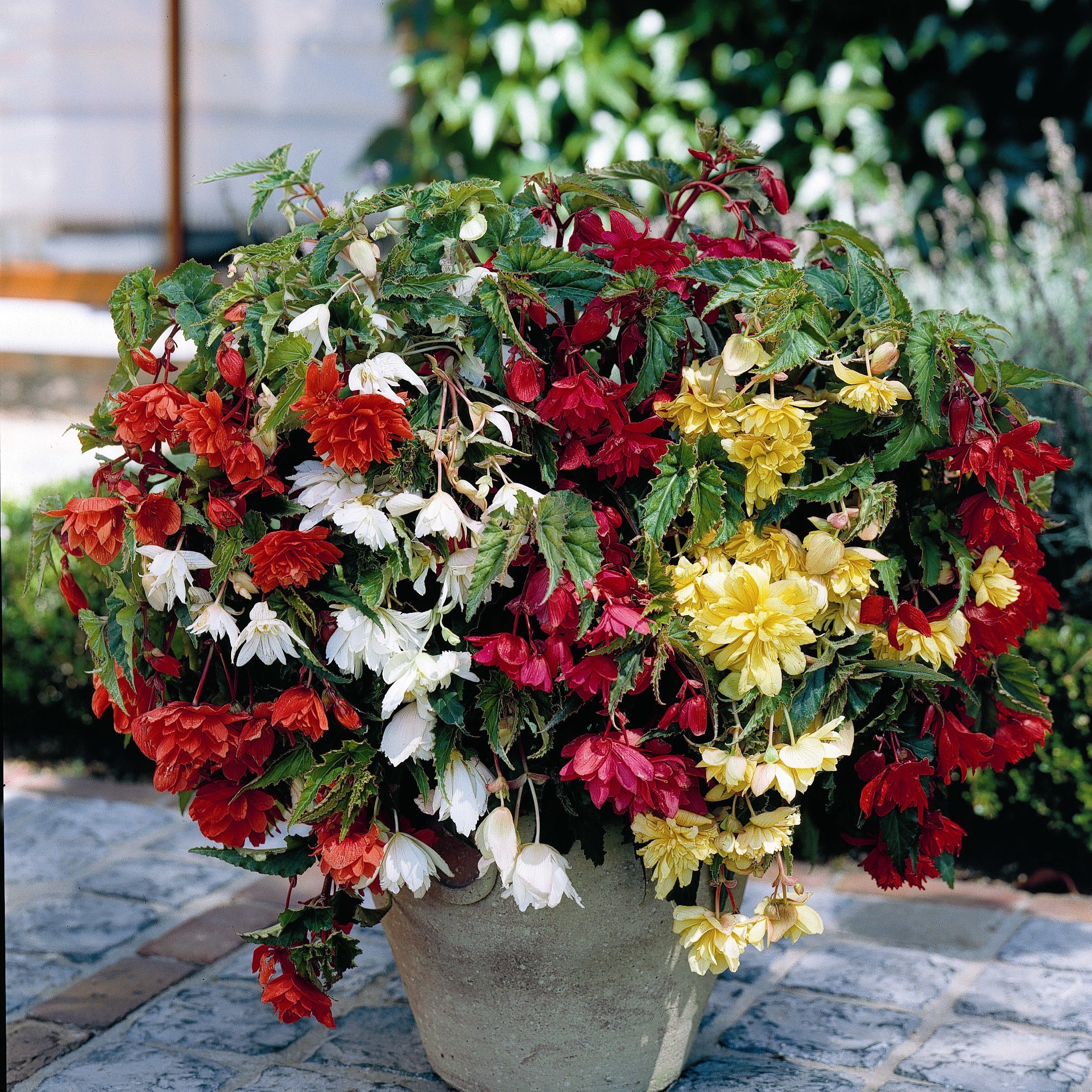Bakker Bégonias Pendula mélange sachet 10 bulbes 3-4cm