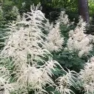 Passion Vivaces Aruncus Horatio plante vivace crème