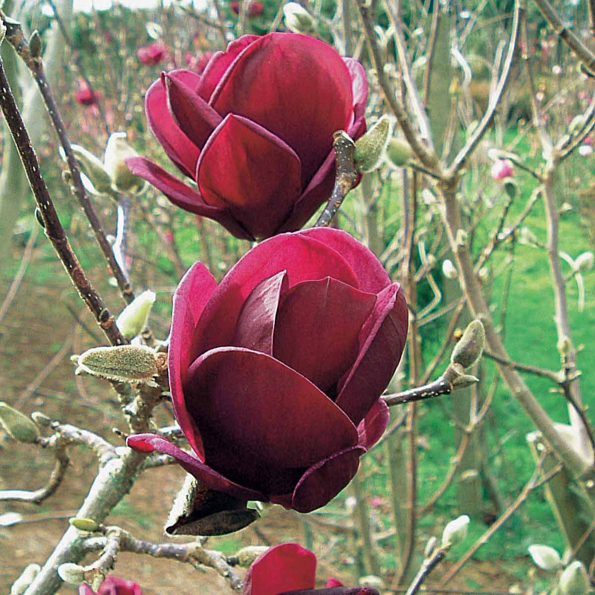Bakker Magnolia Genie arbuste pot 2L fleurs fuchsia parfumées
