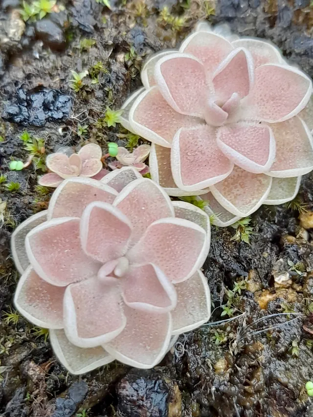 Carniflore Pinguicula ehlersiae ascension grassette pot 7cm rosette