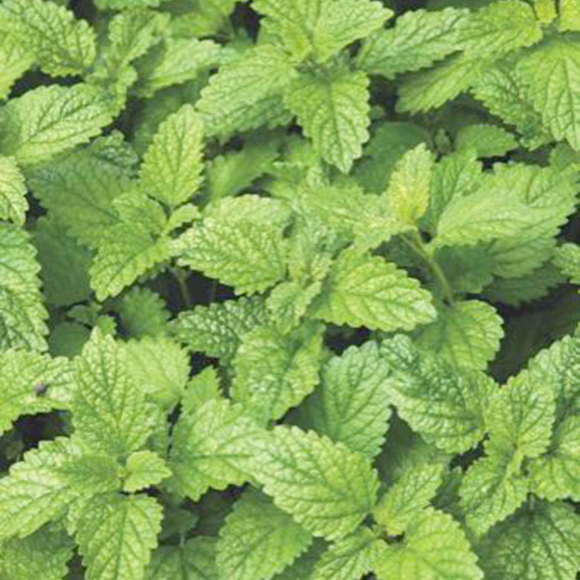 Bakker Mélisse citronnelle Bio graines sachet 0,3g citron