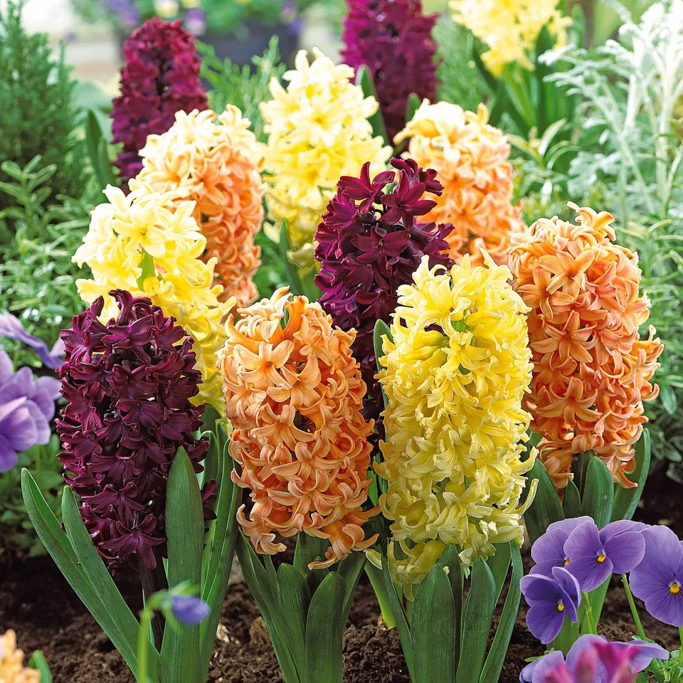 Bakker Jacinthes Collection 9 bulbes 3 couleurs parfum