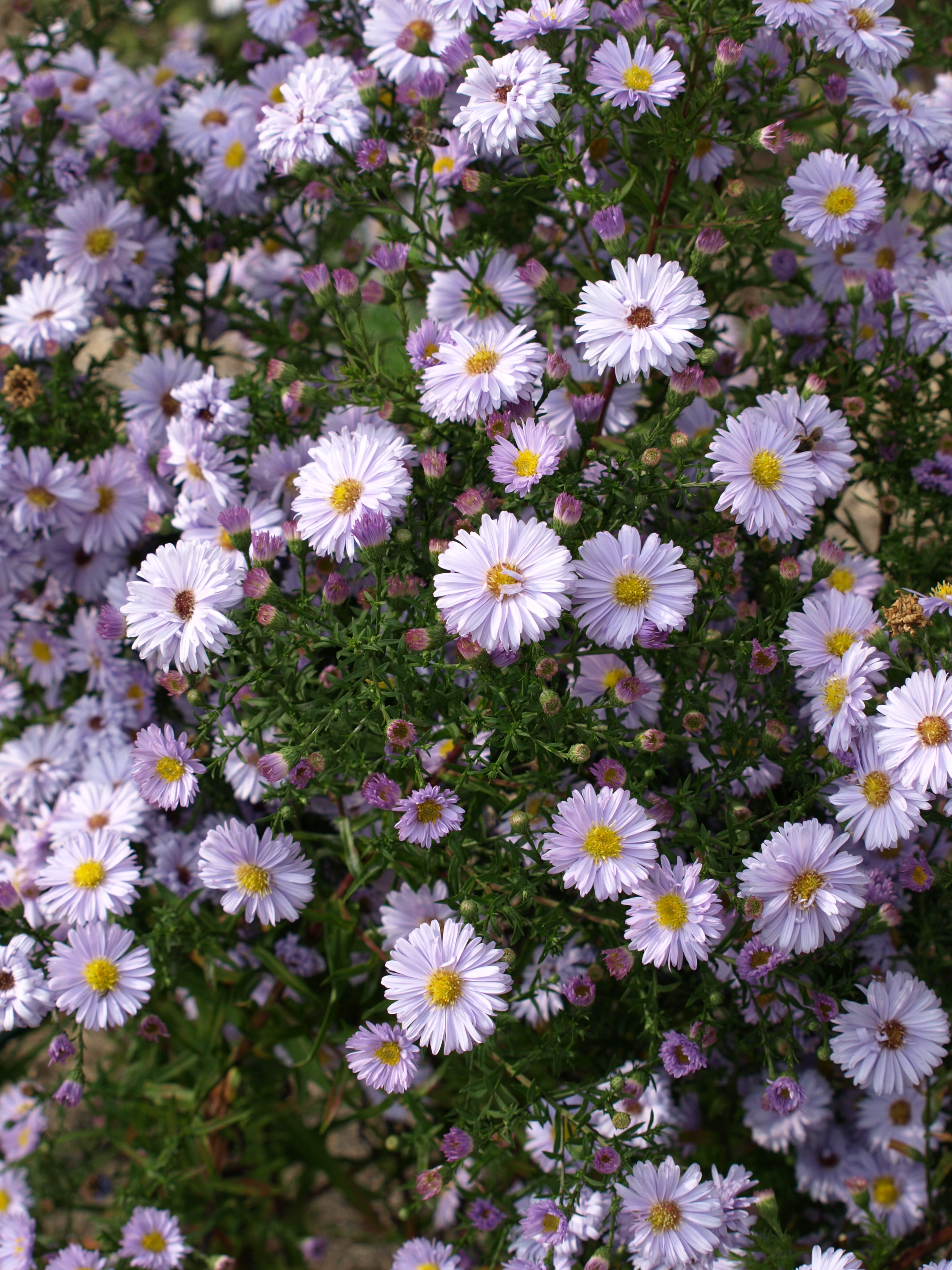 Passion Vivaces Aster novi-belgii Marie Ballard bleu pâle godet