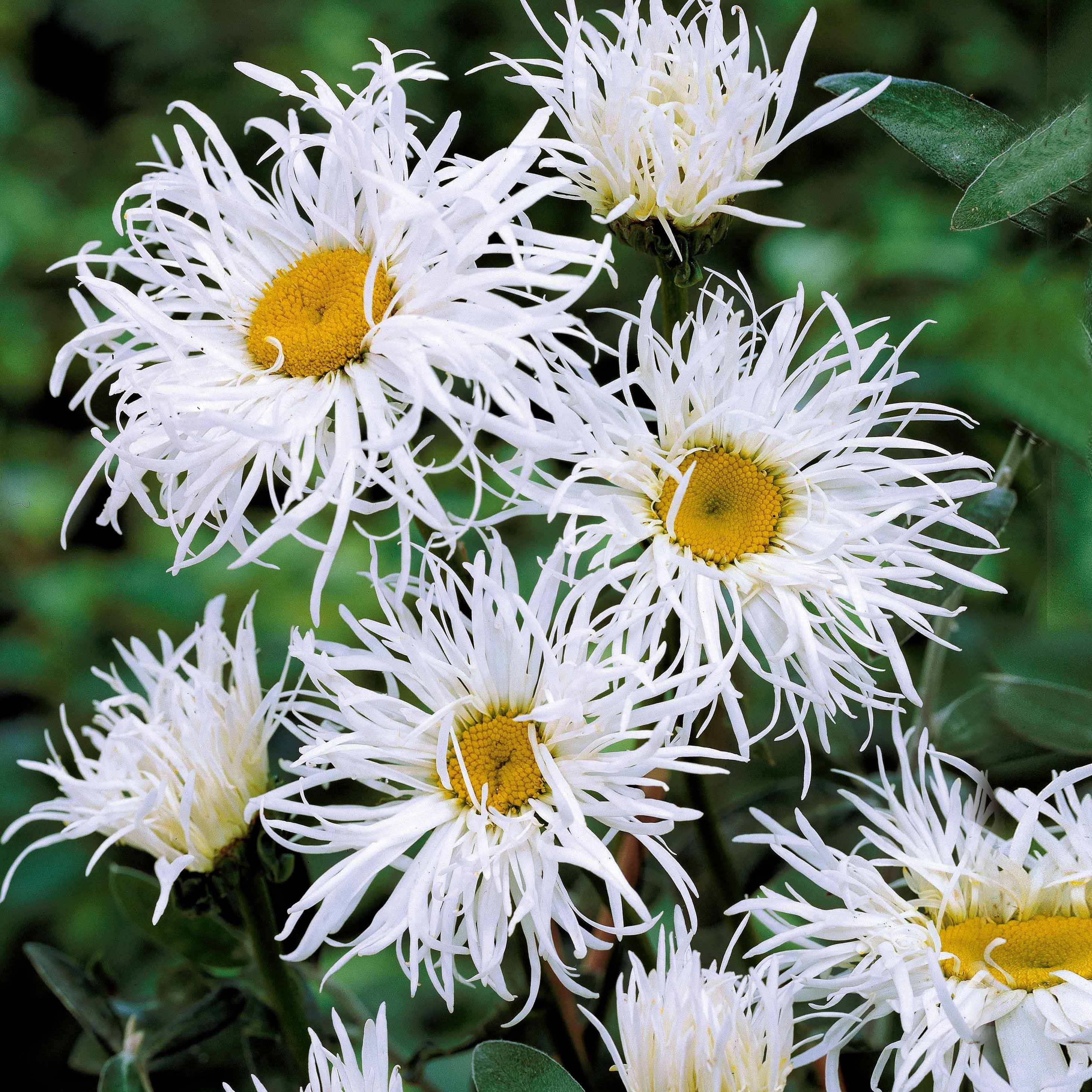 Bakker Plantes vivaces collection jardin coloré vivace 12 racines nues