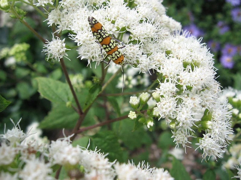 Passion Vivaces Eupatorium Lucky Melody vivace blanche 1L