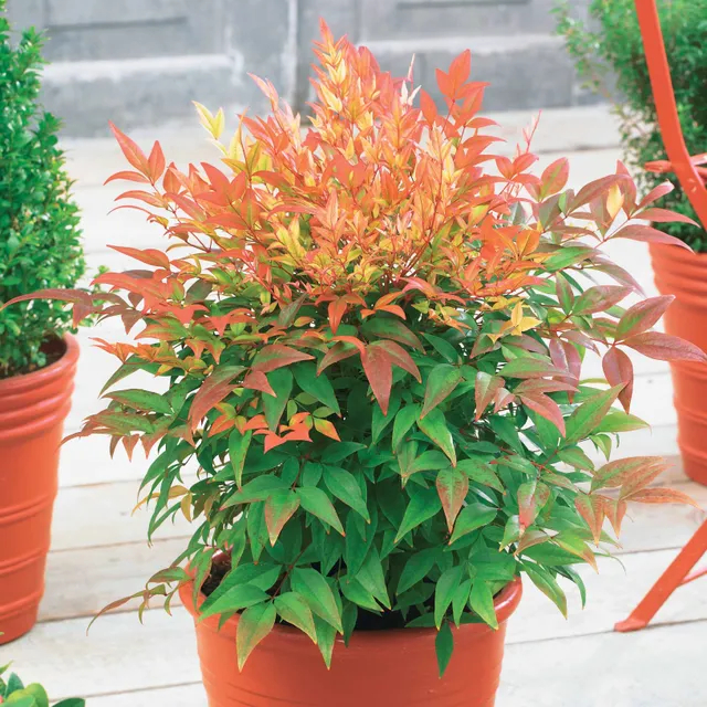 Bakker Nandina Sunset boulevard arbuste pot 2L 20-30cm