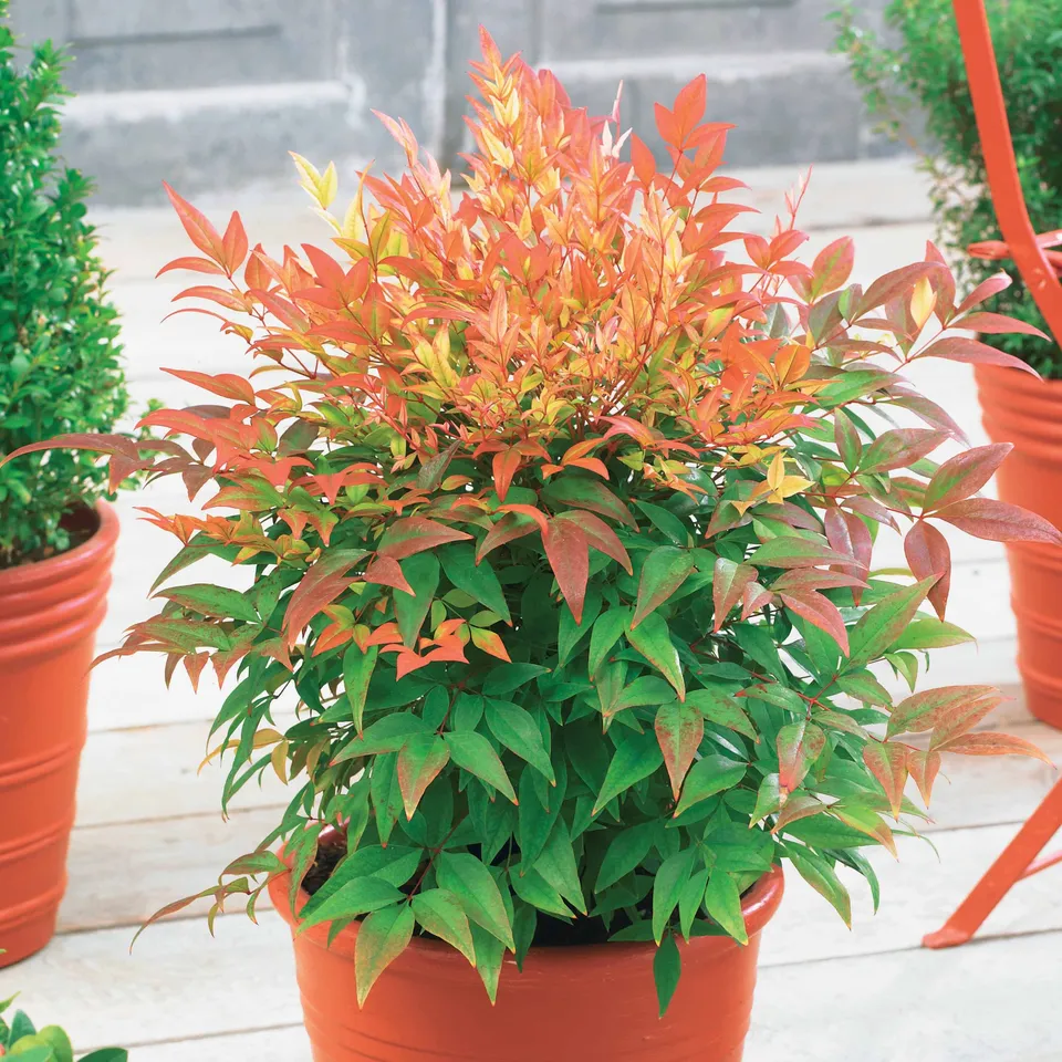 Bakker Nandina Sunset boulevard arbuste pot 2L 20-30cm