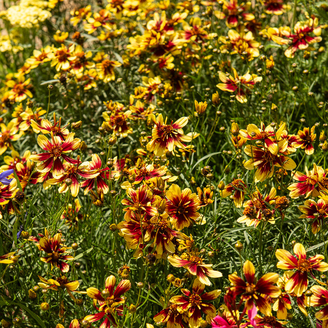 Bakker Coreopsis Bengal Tiger plante vivace pot 8cm rayée soleil