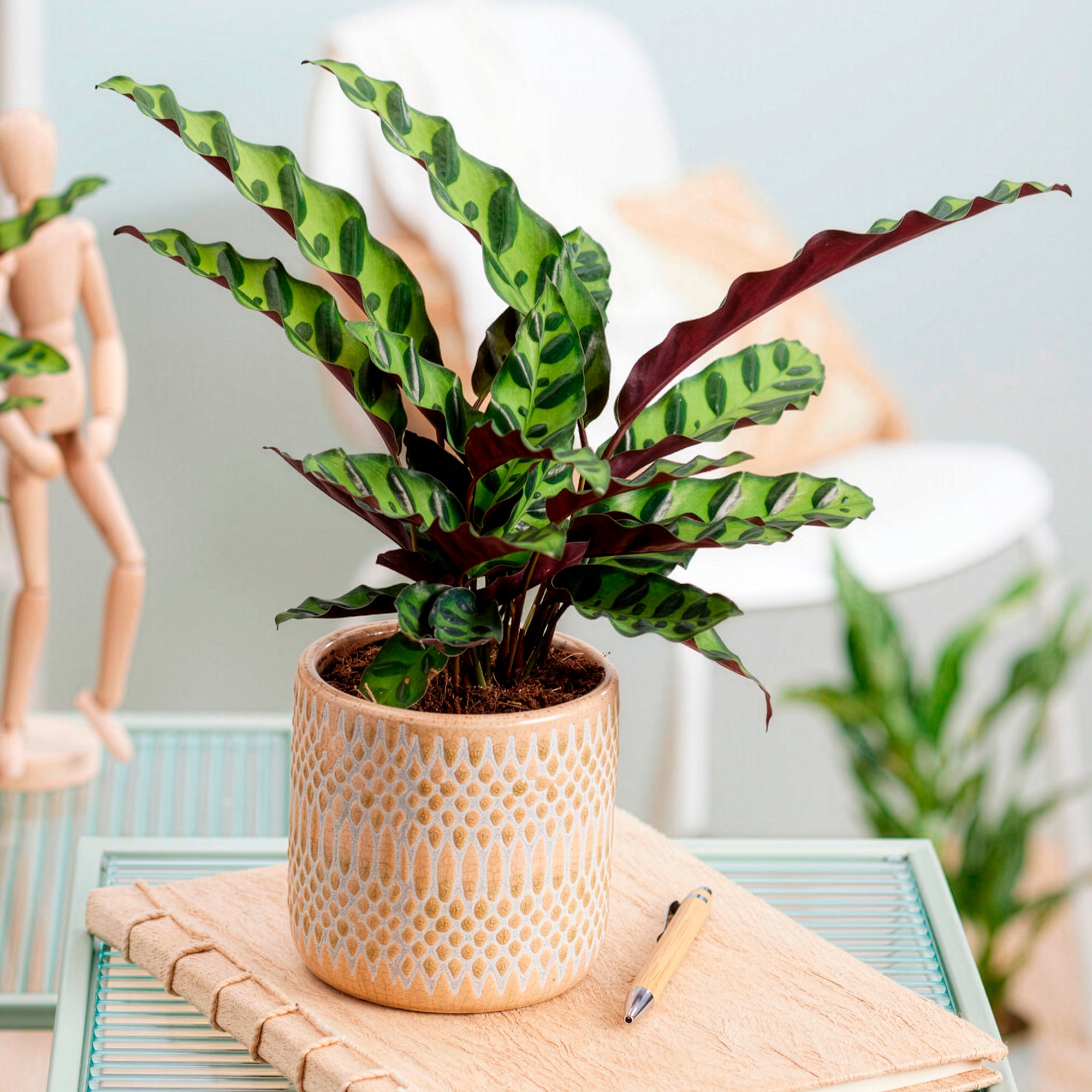 Bakker Calathea lancifolia Insigne vert pot Ø14 cm 45-55 cm