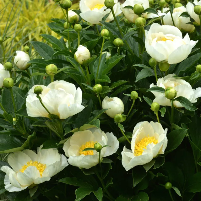 Bakker Pivoine Jan Van Leeuwen plante vivace racine nue blanc