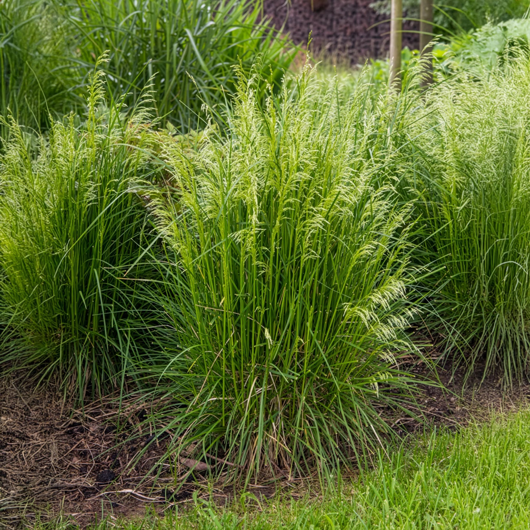 Bakker 5 Vivaces massif ensoleillé plante jardin 5 pots Ø9cm