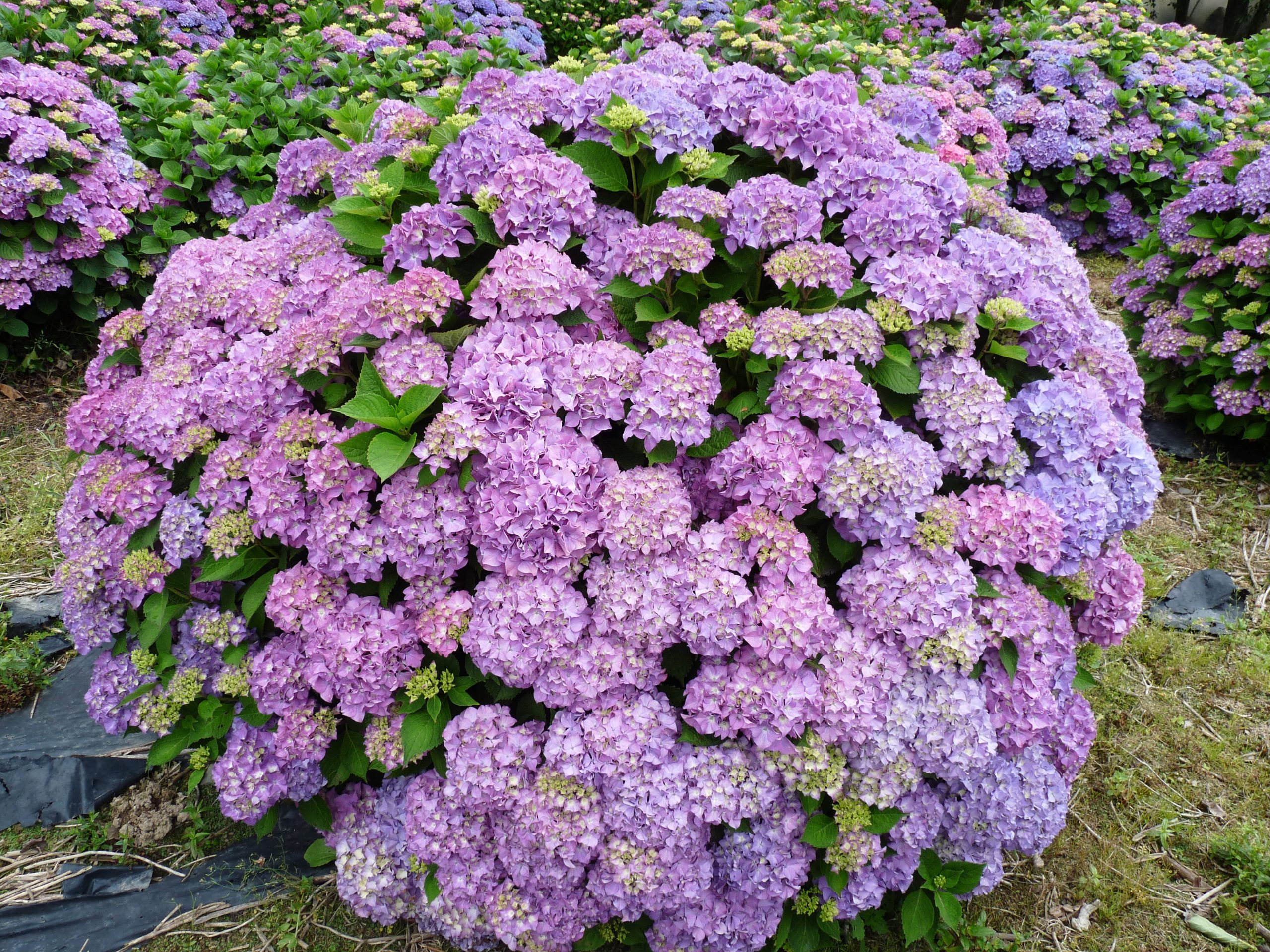 Hortensias du Haut Bois Land Express hortensia boules godet