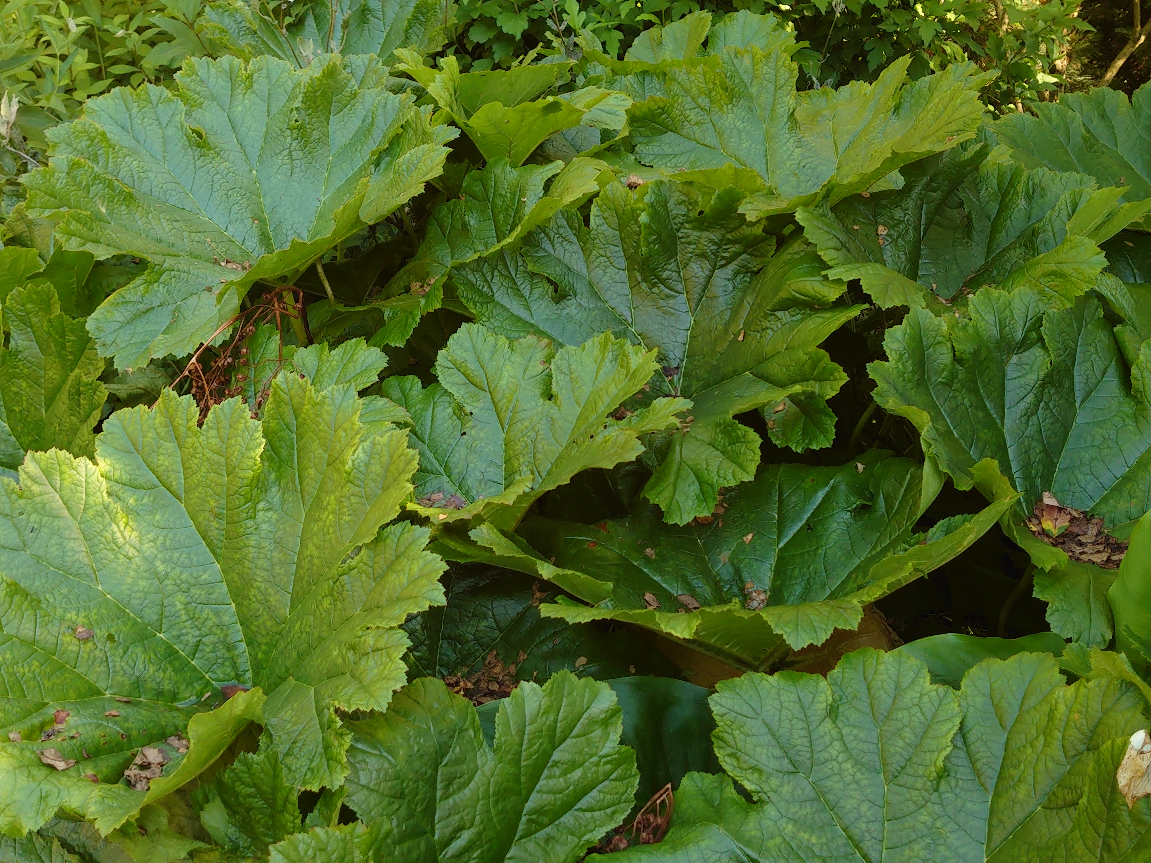 Passion Vivaces Darmera peltata plante vivace pot 1 litre rose