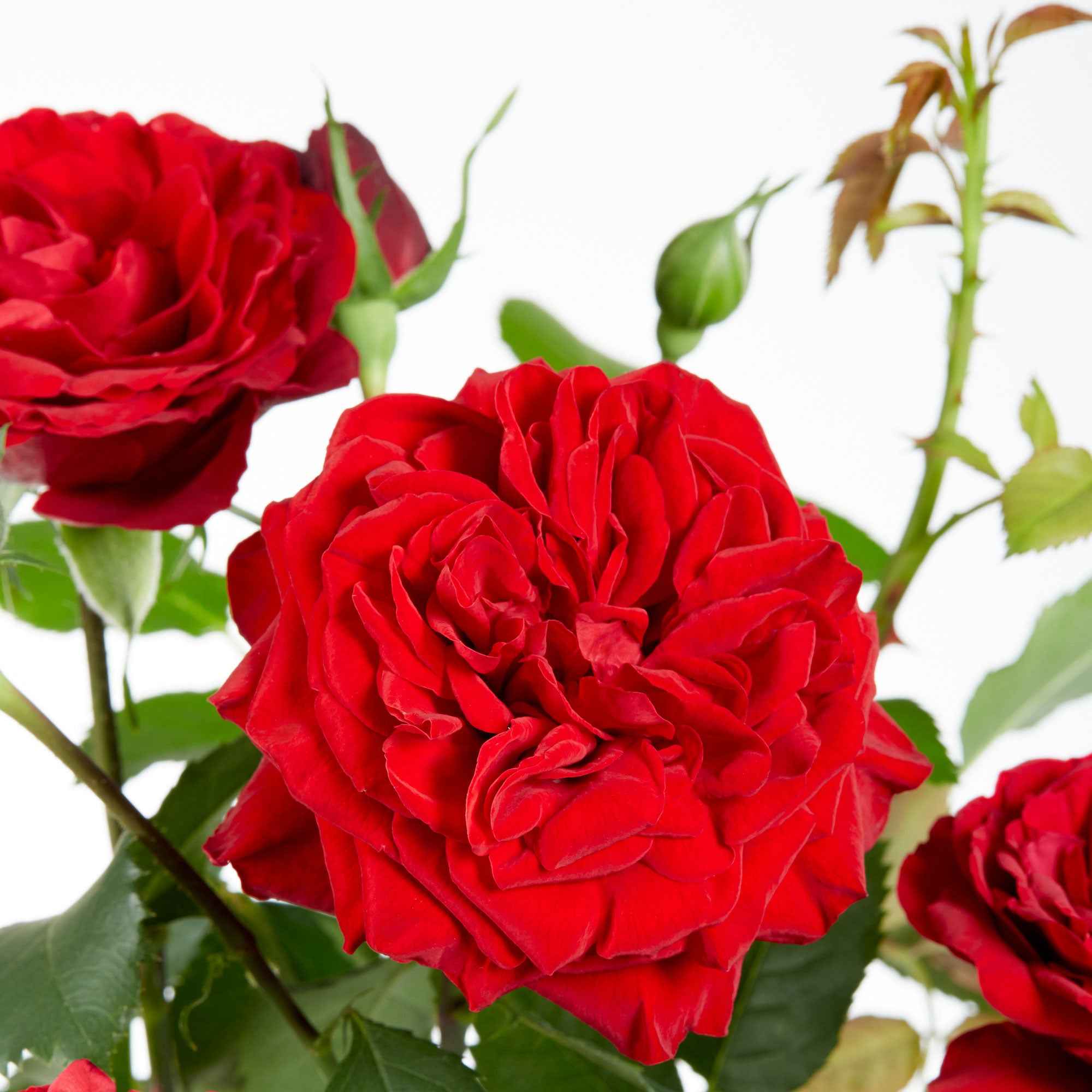 Bakker Rosiers Crazy in Love grimpant pot Ø15cm rouge 40-50cm
