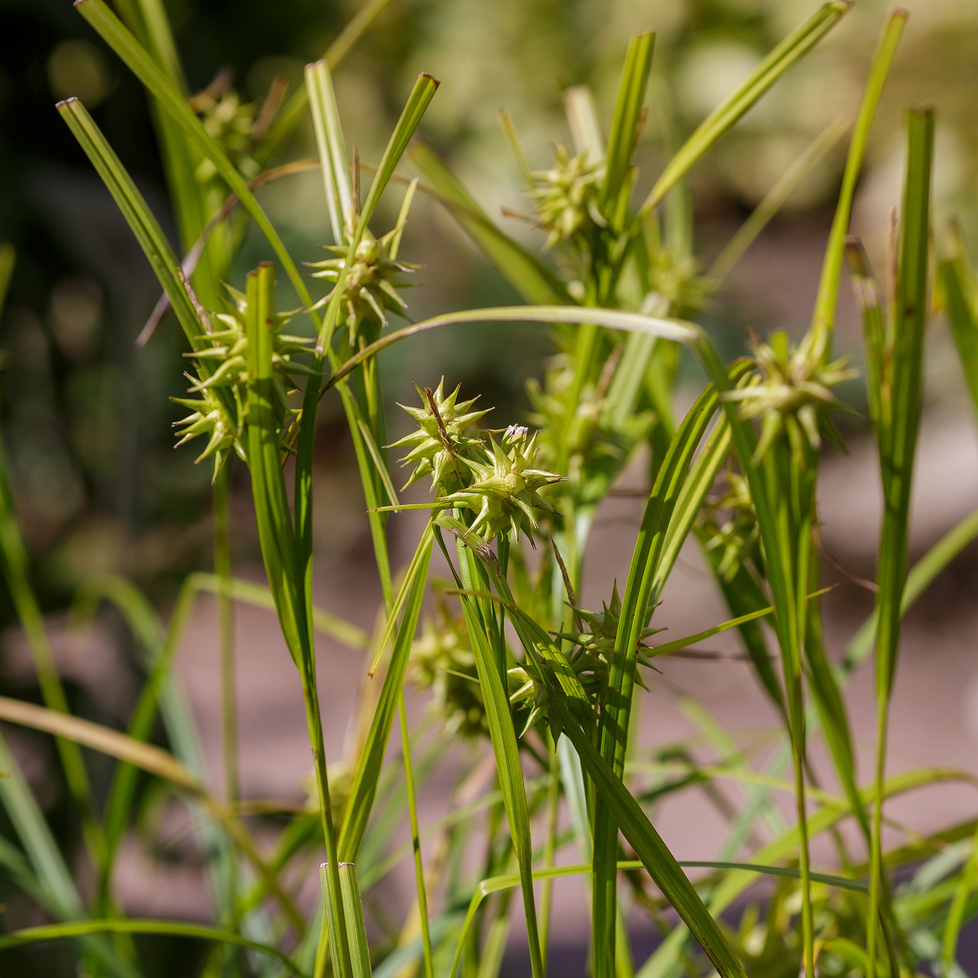 Bakker Laîche massue Carex grayi pot 9cm verte